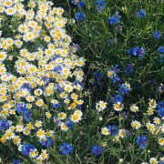 ヒメ日記 2025/08/19 19:28 投稿 みり ラブコレ