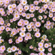 ヒメ日記 2025/08/20 19:41 投稿 みり ラブコレ