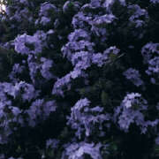 ヒメ日記 2025/08/24 19:46 投稿 みり ラブコレ