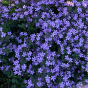 ヒメ日記 2025/08/25 19:55 投稿 みり ラブコレ