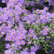 ヒメ日記 2025/08/27 20:20 投稿 みり ラブコレ