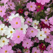 ヒメ日記 2025/08/29 20:27 投稿 みり ラブコレ