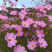 ヒメ日記 2025/08/30 19:33 投稿 みり ラブコレ