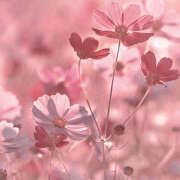 ヒメ日記 2025/09/01 19:41 投稿 みり ラブコレ