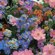 ヒメ日記 2025/09/03 19:34 投稿 みり ラブコレ