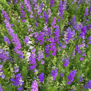 ヒメ日記 2025/09/06 19:26 投稿 みり ラブコレ