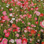 ヒメ日記 2025/09/09 20:24 投稿 みり ラブコレ