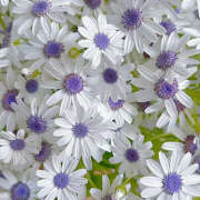 ヒメ日記 2025/09/14 22:16 投稿 みり ラブコレ