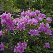 ヒメ日記 2025/09/23 20:16 投稿 みり ラブコレ