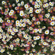 ヒメ日記 2025/09/28 20:33 投稿 みり ラブコレ