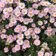 ヒメ日記 2025/09/29 19:47 投稿 みり ラブコレ