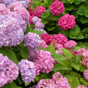 ヒメ日記 2025/10/02 22:38 投稿 みり ラブコレ