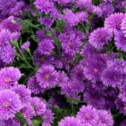 ヒメ日記 2025/10/08 19:40 投稿 みり ラブコレ