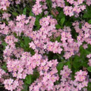 ヒメ日記 2025/10/10 19:32 投稿 みり ラブコレ