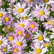 ヒメ日記 2025/10/15 19:31 投稿 みり ラブコレ