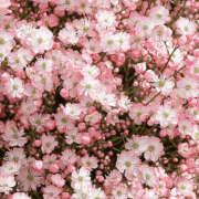 ヒメ日記 2025/10/27 20:04 投稿 みり ラブコレ