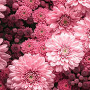 ヒメ日記 2025/11/03 20:03 投稿 みり ラブコレ