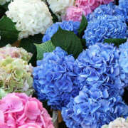 ヒメ日記 2025/11/05 20:59 投稿 みり ラブコレ