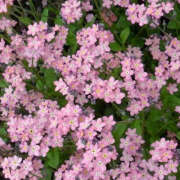 ヒメ日記 2025/11/07 19:34 投稿 みり ラブコレ