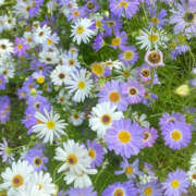 ヒメ日記 2025/11/08 19:41 投稿 みり ラブコレ