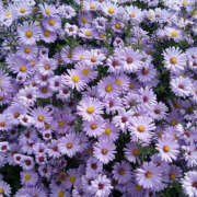 ヒメ日記 2025/11/12 20:13 投稿 みり ラブコレ