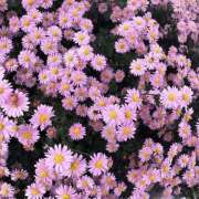 ヒメ日記 2025/11/16 19:42 投稿 みり ラブコレ