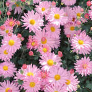 ヒメ日記 2025/11/17 19:19 投稿 みり ラブコレ