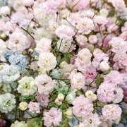 ヒメ日記 2025/11/18 19:47 投稿 みり ラブコレ