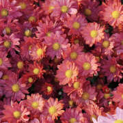 ヒメ日記 2025/11/19 20:53 投稿 みり ラブコレ