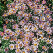 ヒメ日記 2025/11/20 19:26 投稿 みり ラブコレ