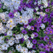 ヒメ日記 2025/11/21 19:36 投稿 みり ラブコレ