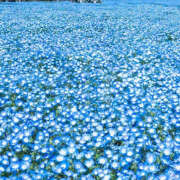 ヒメ日記 2025/11/24 19:21 投稿 みり ラブコレ