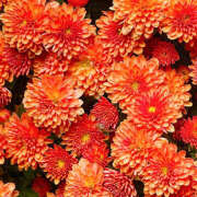 ヒメ日記 2025/11/25 19:33 投稿 みり ラブコレ