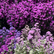 ヒメ日記 2025/11/26 20:02 投稿 みり ラブコレ