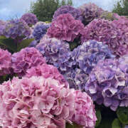 ヒメ日記 2025/11/28 21:27 投稿 みり ラブコレ