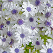 ヒメ日記 2025/12/03 20:09 投稿 みり ラブコレ