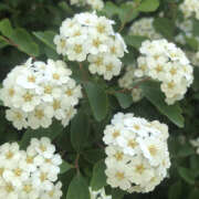 ヒメ日記 2025/12/05 19:41 投稿 みり ラブコレ