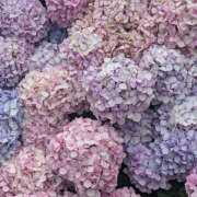 ヒメ日記 2025/12/06 20:01 投稿 みり ラブコレ