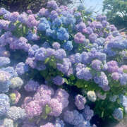 ヒメ日記 2025/12/08 19:37 投稿 みり ラブコレ