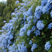 みり ><   ラブコレ