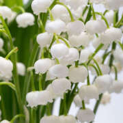 みり (*`*) ラブコレ