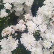 ヒメ日記 2025/12/19 21:01 投稿 みり ラブコレ