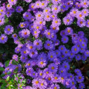 ヒメ日記 2025/12/20 21:16 投稿 みり ラブコレ