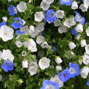 ヒメ日記 2025/12/27 20:35 投稿 みり ラブコレ