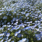 ヒメ日記 2025/12/28 19:33 投稿 みり ラブコレ