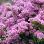 ヒメ日記 2025/12/30 20:00 投稿 みり ラブコレ