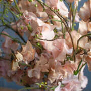 ヒメ日記 2026/01/02 19:38 投稿 みり ラブコレ