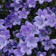 ヒメ日記 2026/01/07 19:31 投稿 みり ラブコレ