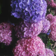 ヒメ日記 2026/01/09 19:36 投稿 みり ラブコレ