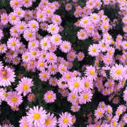 ヒメ日記 2026/01/11 19:37 投稿 みり ラブコレ